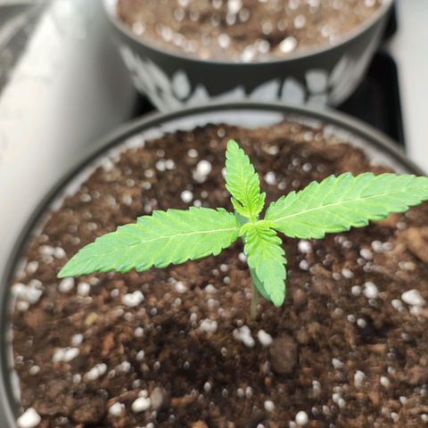 Genética desconocida growlog photo: 3am