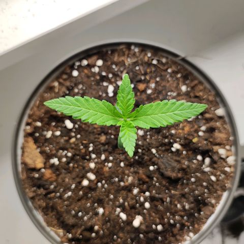 Genética desconocida growlog photo: 3am