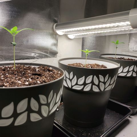 Genética desconocida growlog photo: 3am
