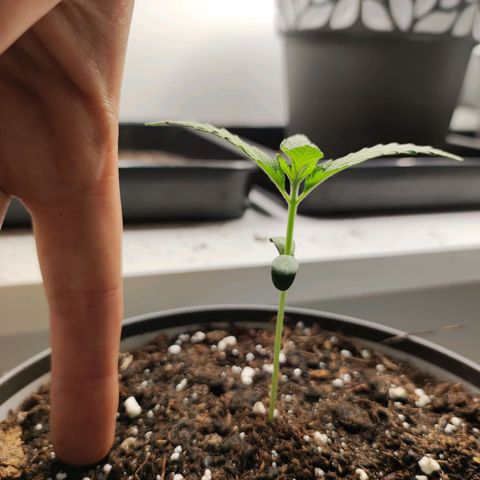 Genética desconocida growlog timeline photo