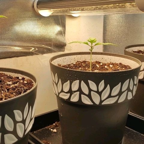 Genética desconocida growlog photo: 19.15h