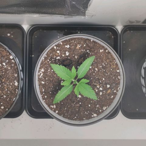 Genética desconocida growlog photo: 1.30h