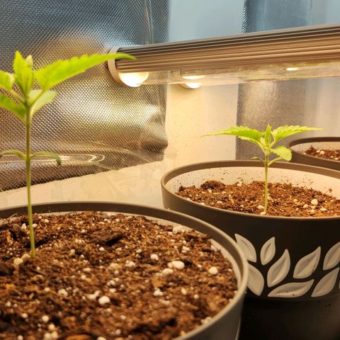 Genética desconocida growlog photo: 1.30h