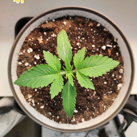 Genética desconocida growlog photo: 15h