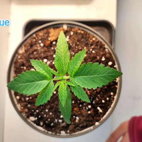 Genética desconocida growlog photo: 15h