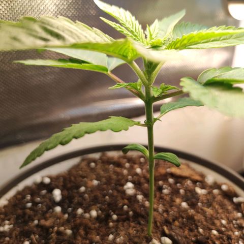 Genética desconocida growlog photo: 21h