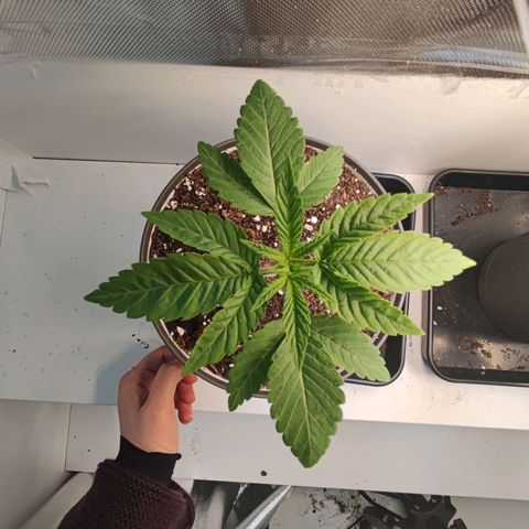 Genética desconocida growlog photo: 21h