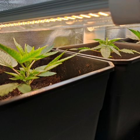 Genética desconocida growlog photo: 18h