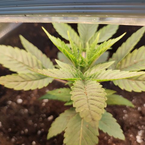 Genética desconocida growlog photo: 18h