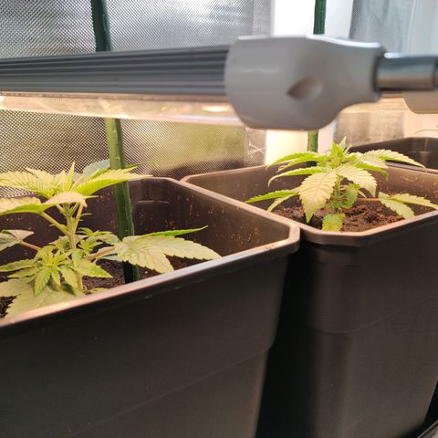 Genética desconocida growlog photo: 13h después de abonar, 4egar y añadir tutores
