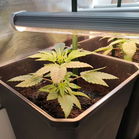Genética desconocida growlog photo: 13h después de abonar, 4egar y añadir tutores