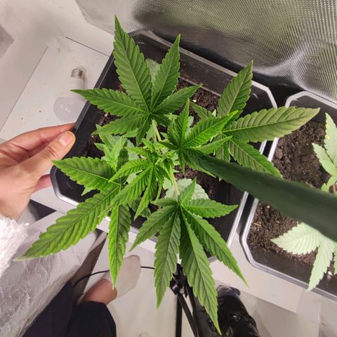 Genética desconocida growlog photo: 21h