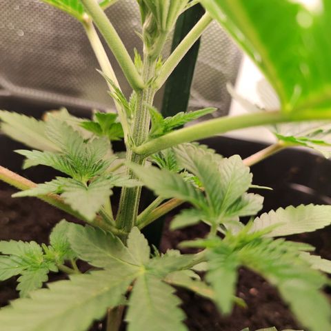 Genética desconocida growlog photo: 21h