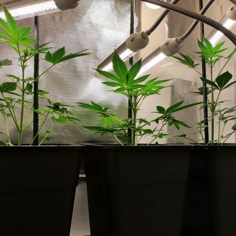 Genética desconocida growlog photo: 12.30h