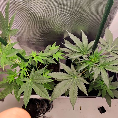 Genética desconocida growlog photo: 17h
