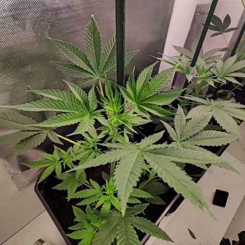 Genética desconocida growlog photo: 17h