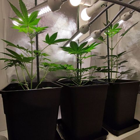 Genética desconocida growlog photo: 17h