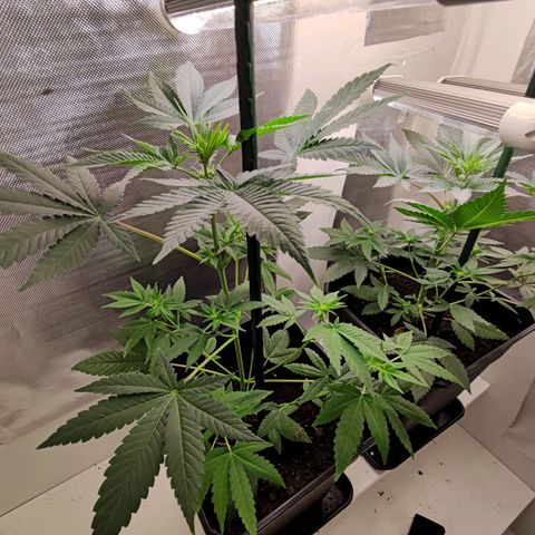 Genética desconocida growlog timeline photo