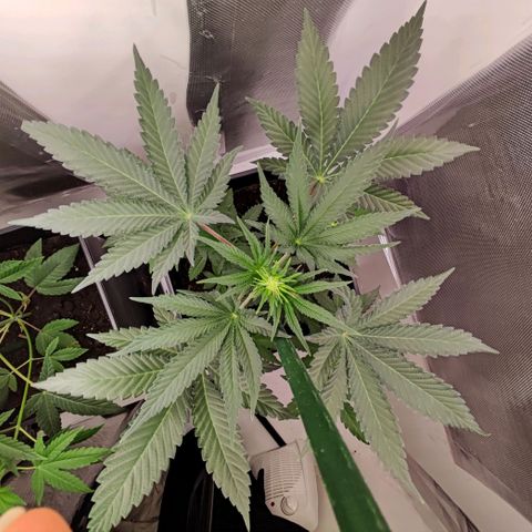 Genética desconocida growlog timeline photo