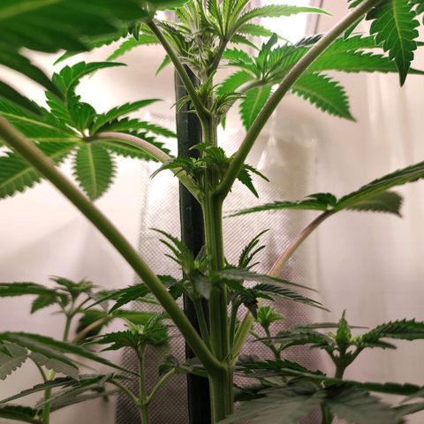 Genética desconocida growlog timeline photo