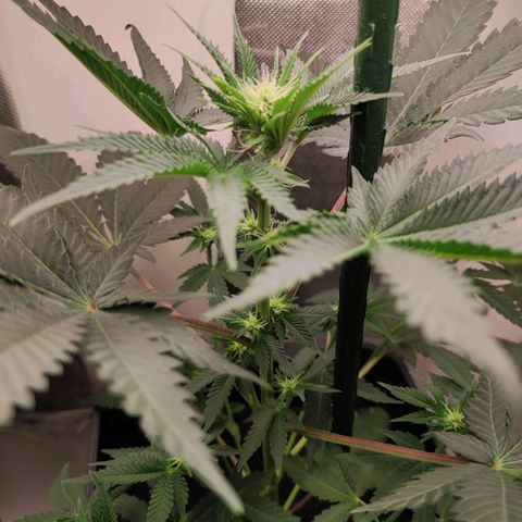 Genética desconocida growlog timeline photo
