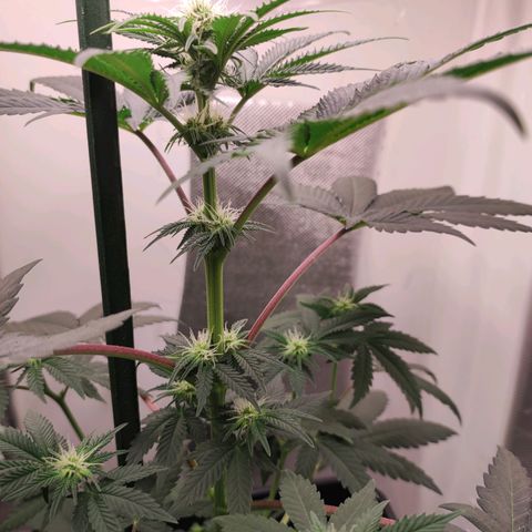 Genética desconocida growlog timeline photo