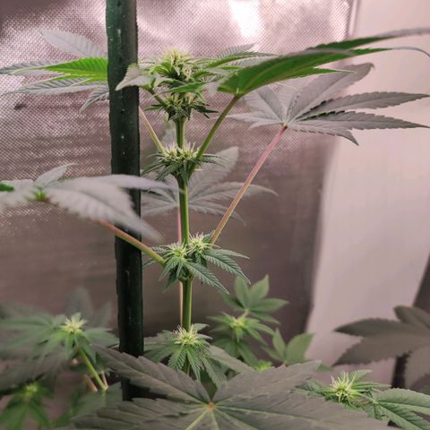 Genética desconocida growlog timeline photo