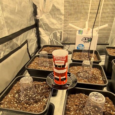 Foto 2 do growlog de Cg