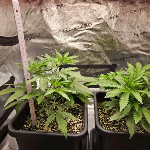 Melonade Runtz growlog photo: Flip