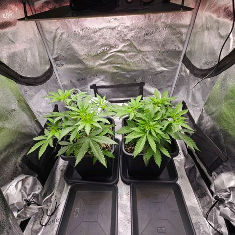 Melonade Runtz growlog timeline photo