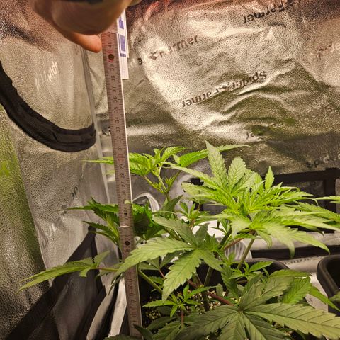 Melonade Runtz growlog timeline photo