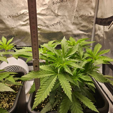 Melonade Runtz growlog timeline photo