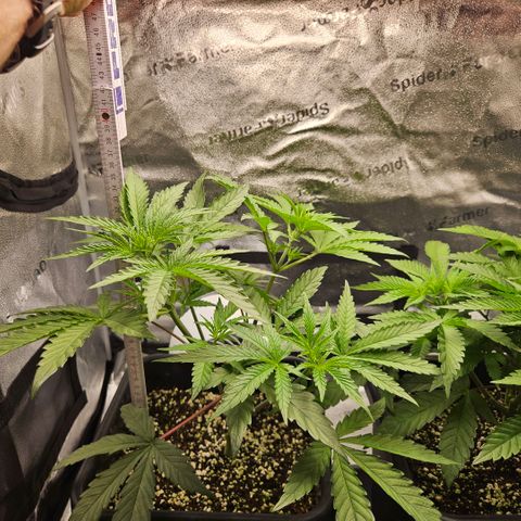 Melonade Runtz growlog timeline photo