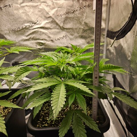 Melonade Runtz growlog timeline photo