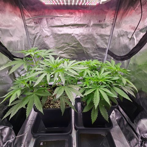 Melonade Runtz growlog photo: Stretch/Grow Level: Beast Mode :D