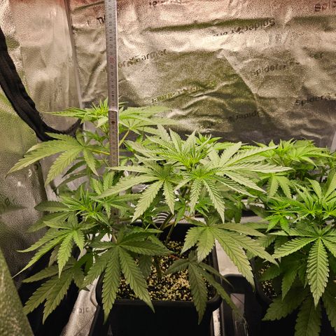 Melonade Runtz growlog photo: Stretch/Grow Level: Beast Mode :D
