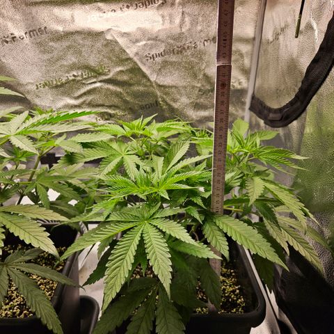 Melonade Runtz growlog photo: Stretch/Grow Level: Beast Mode :D