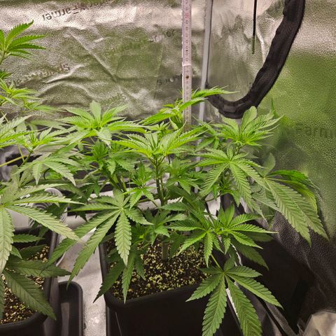 Melonade Runtz growlog timeline photo