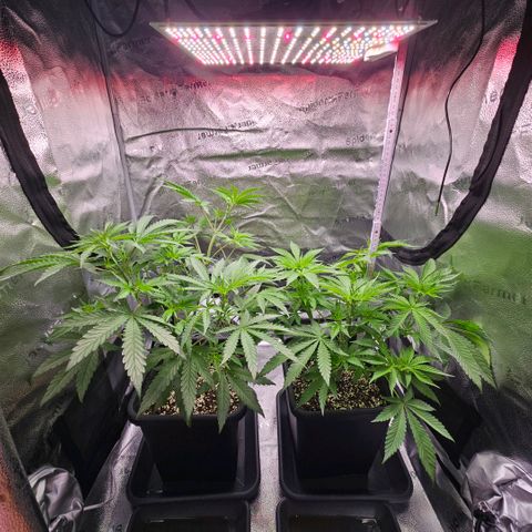 Melonade Runtz growlog timeline photo