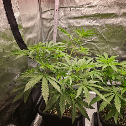 Melonade Runtz growlog timeline photo