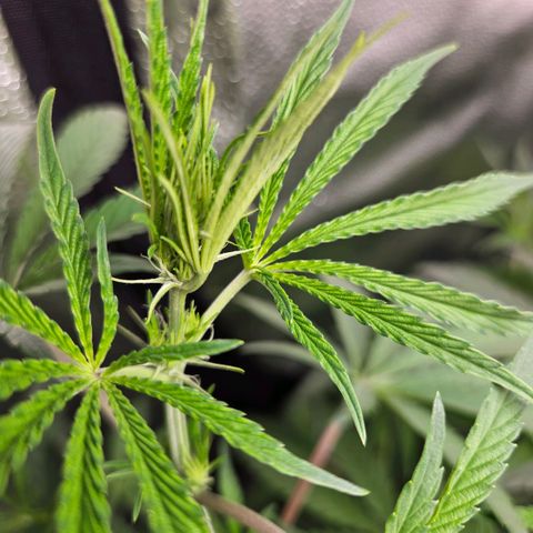 Melonade Runtz growlog timeline photo