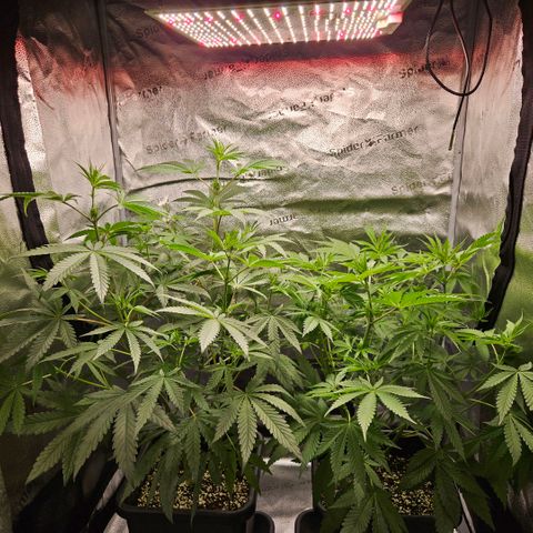 Melonade Runtz growlog timeline photo