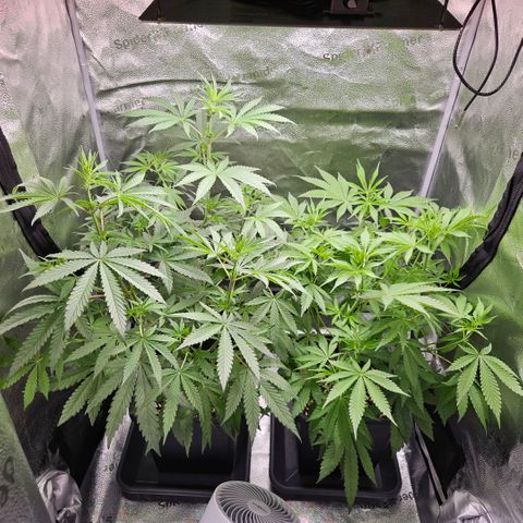 Melonade Runtz growlog timeline photo