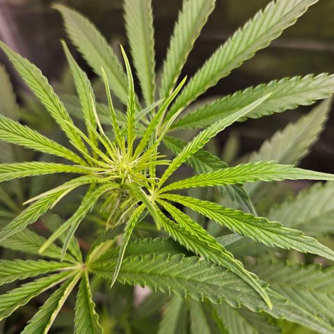 Melonade Runtz growlog timeline photo