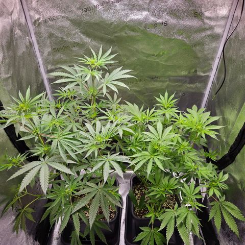 Melonade Runtz growlog timeline photo