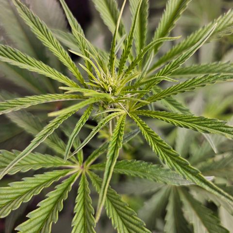 Melonade Runtz growlog timeline photo