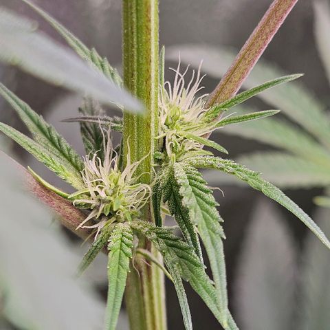 Melonade Runtz growlog photo: First trichome production, but 'till now no smell... They could stop gaining height by now 😁