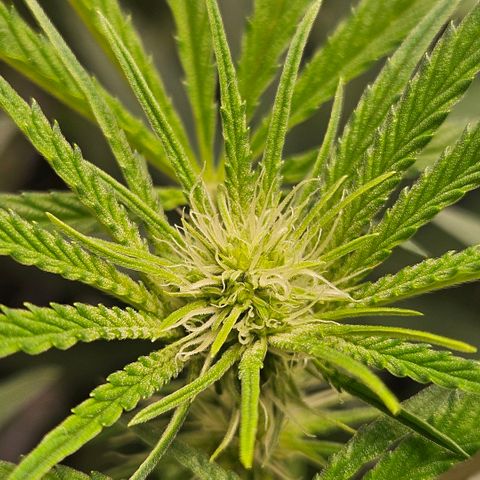 Melonade Runtz growlog photo: First trichome production, but 'till now no smell... They could stop gaining height by now 😁