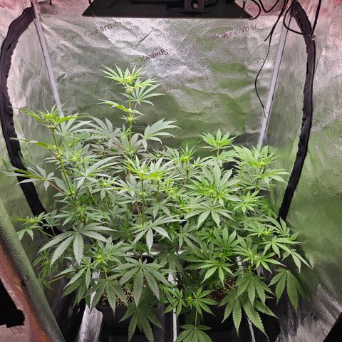 Melonade Runtz growlog photo: First trichome production, but 'till now no smell... They could stop gaining height by now 😁