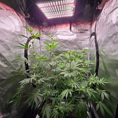 Melonade Runtz growlog timeline photo